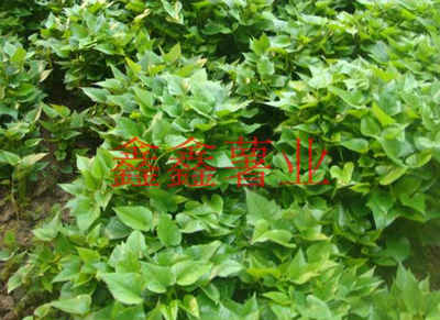 選擇信陽鑫鑫薯業，我們放心